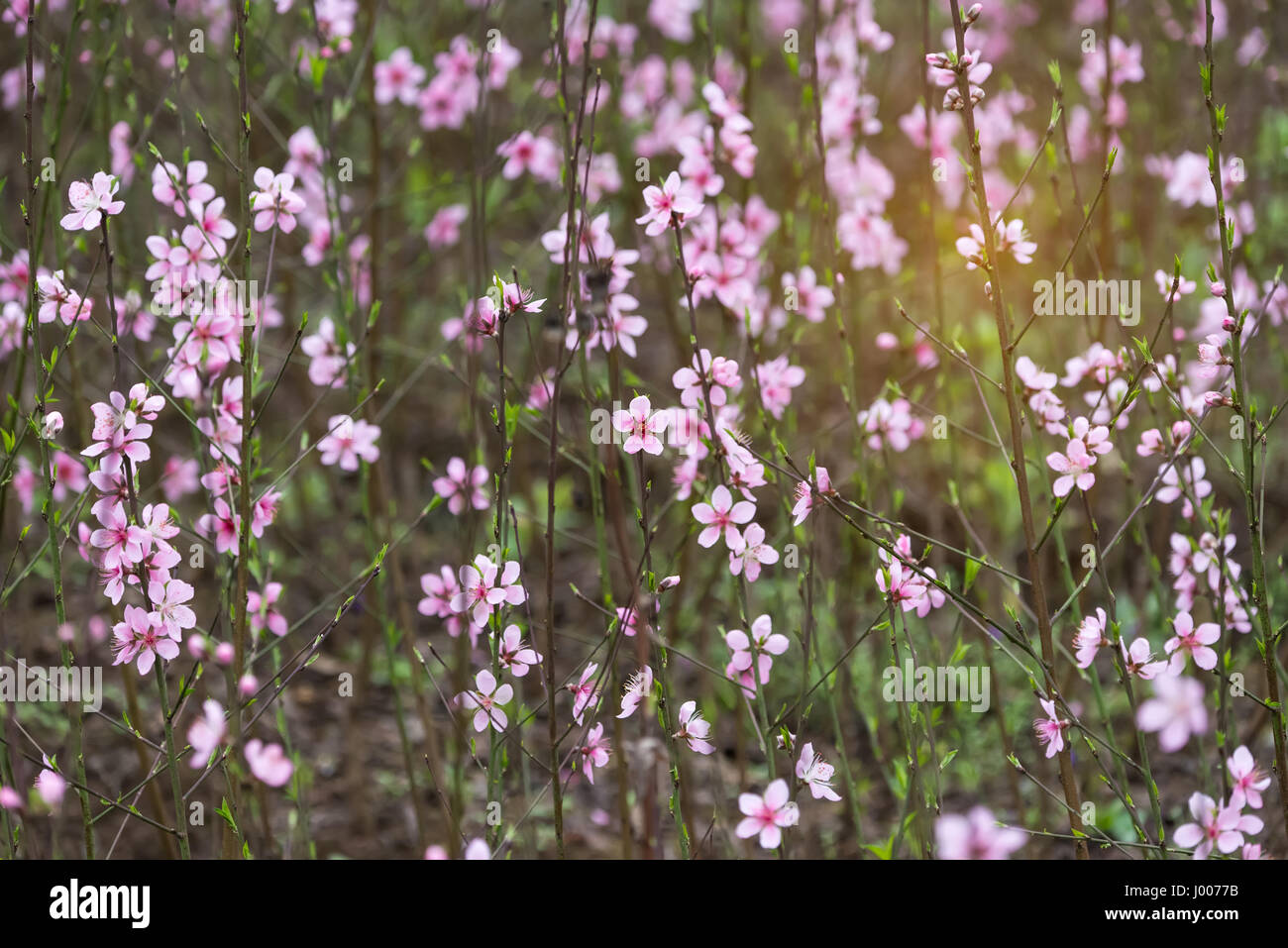 Plus de nature fond Peach Blossoms Banque D'Images