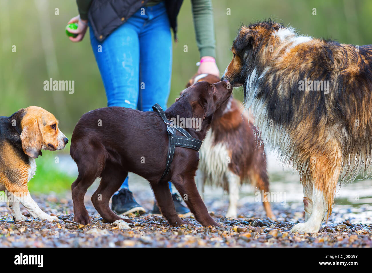 Photo d'une femme avec quatre chiens à une rivière Banque D'Images