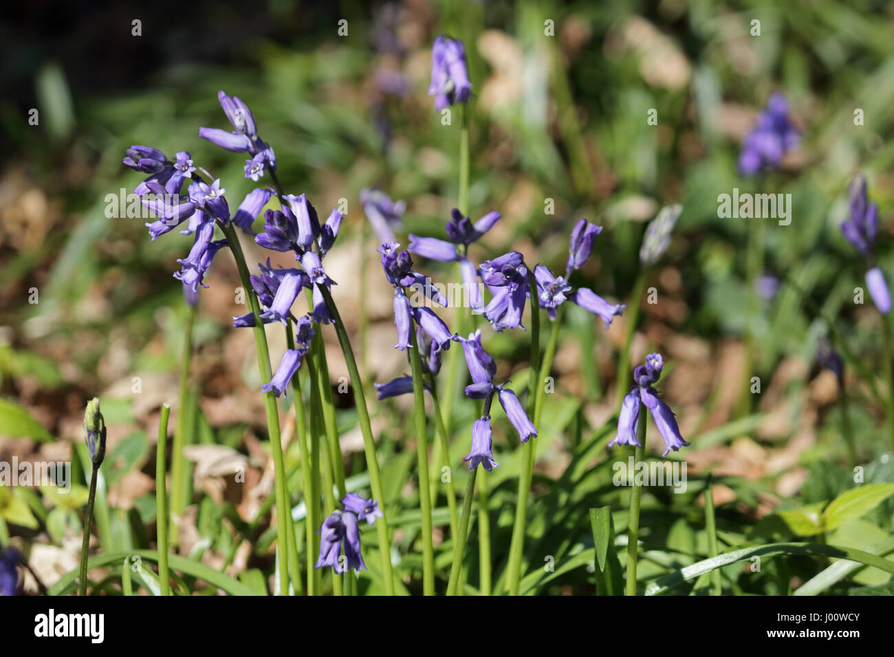 Winkworth Arboretum, Godalming, Surrey. 8 avril 2017. La saison a commencé à bluebell Winkworth arboretum à Surrey. La chaleur et le soleil a encouragé les premières fleurs de l'année d'ouvrir, avec beaucoup d'autres prêts à fleurir au cours de la prochaine semaine. Credit : Julia Gavin UK/Alamy Live News Banque D'Images