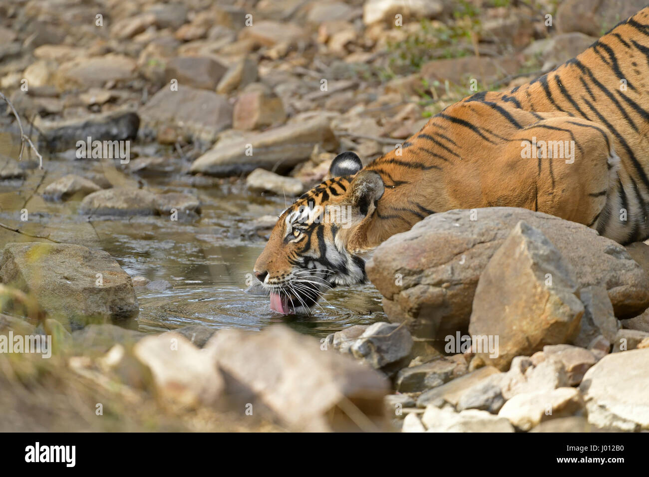 Wild Tiger l'eau potable à partir d'un petit étang dans le parc national de Ranthambhore de l'Inde Banque D'Images