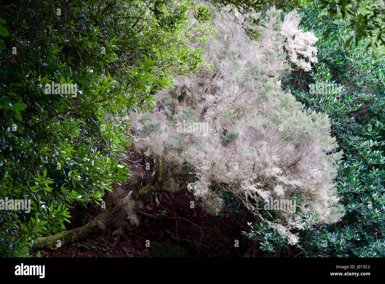 De couleur rose arbre dans une forêt Banque D'Images