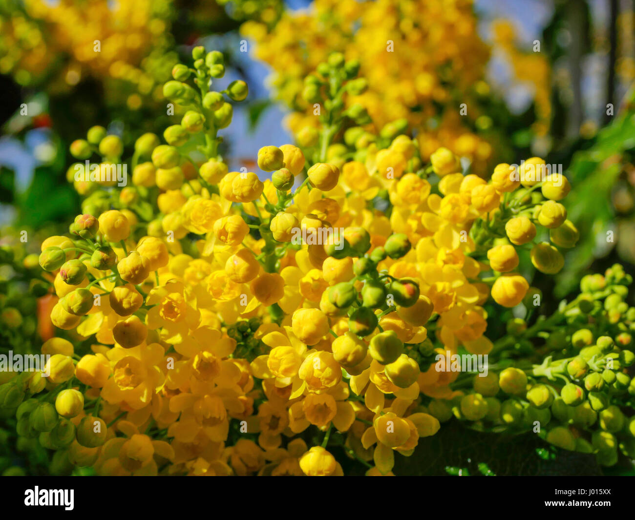 L'essor de houx, Ilex aquifolium Banque D'Images