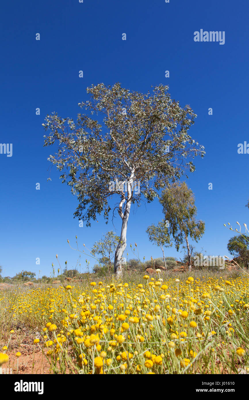Le désert central en fleur, Territoire du Nord, Australie Banque D'Images