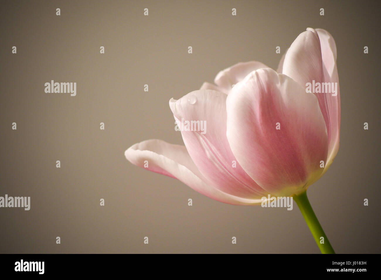 Fleur de tulipe rose sur fond clair - la sensation de tendresse, touche d'élégance Banque D'Images