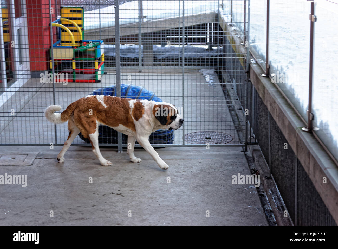 Saint Bernard chien au chenil d'élevage à Martigny, Suisse Photo Stock -  Alamy