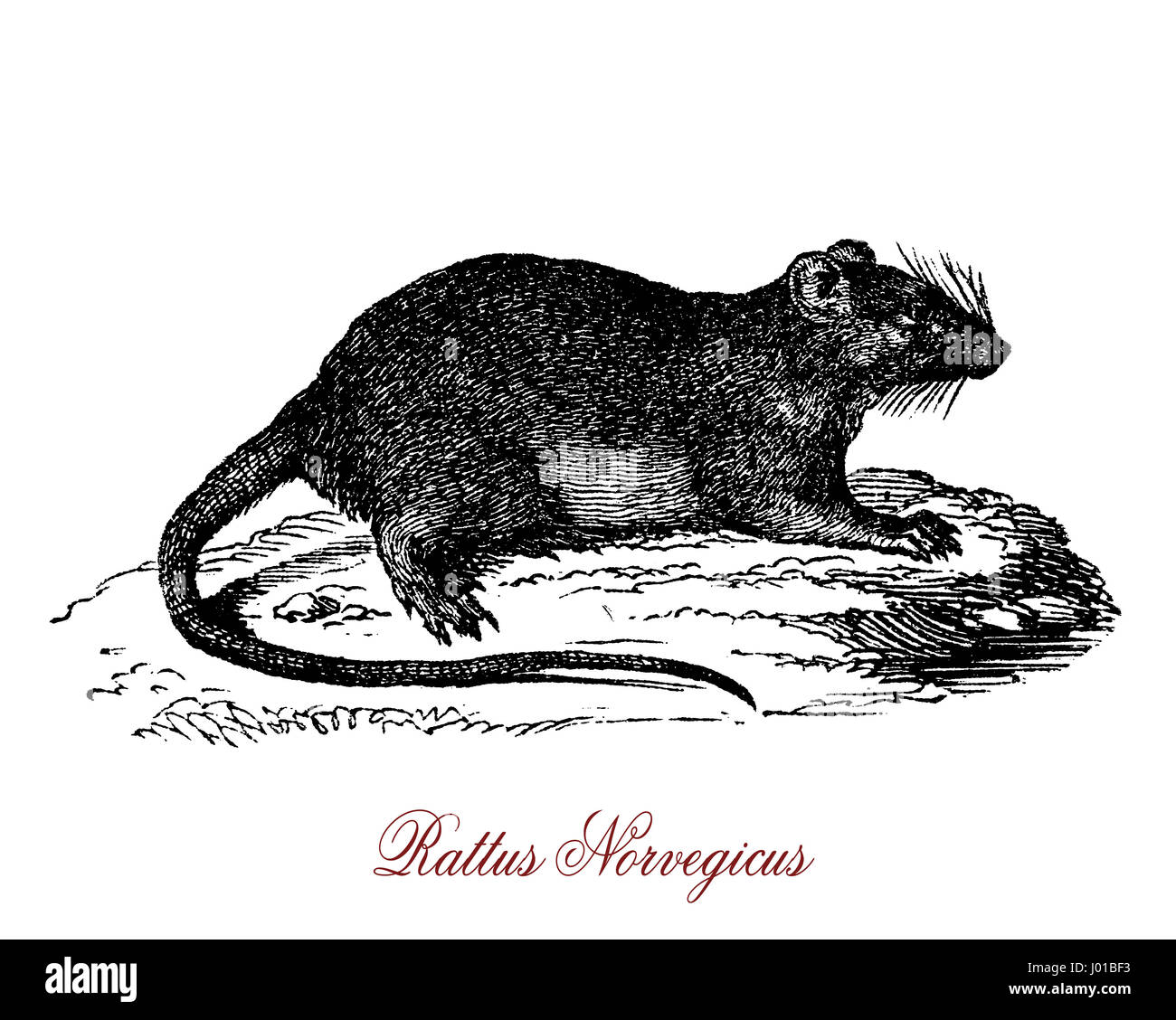 Le Rattus norvegicus est beste connu sous le nom de rat commun, rat, rat d'égout de la rue, ou simplement rat. L'un des plus grands, il muroids est un rongeur brun ou gris avec un corps jusqu'à 25 cm. Banque D'Images