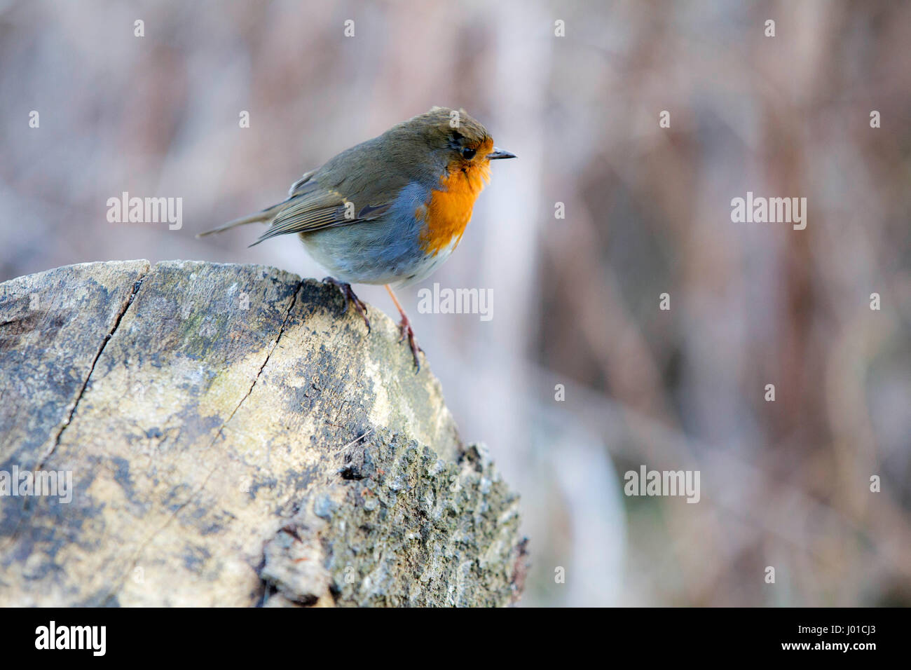 Robin redbreast sitting on rock couvert de lichens Banque D'Images Robin redbreast sitting on rock couvert de lichens Banque D'Images
