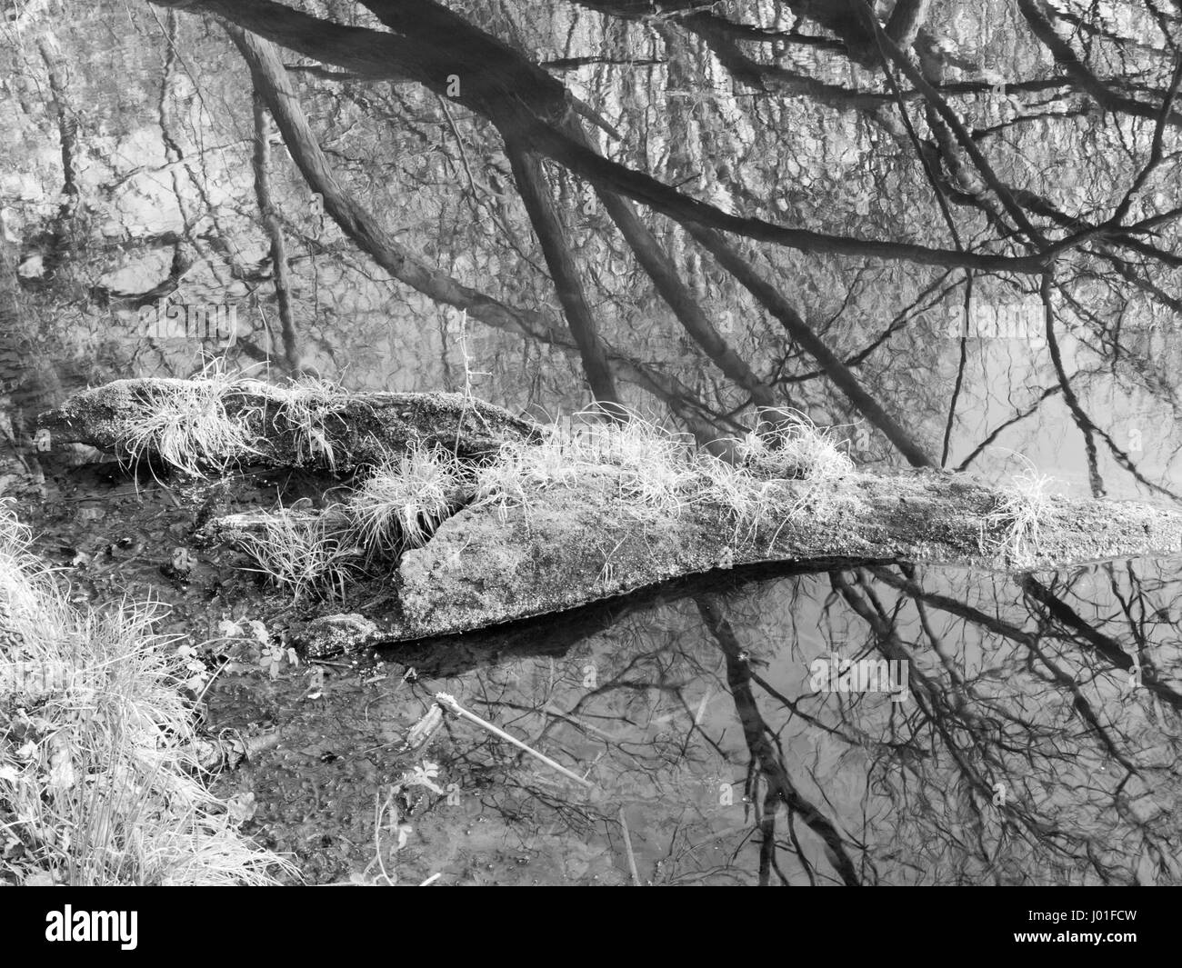 Une photo en noir et blanc d'un arbre reflété dans un lac Banque D'Images