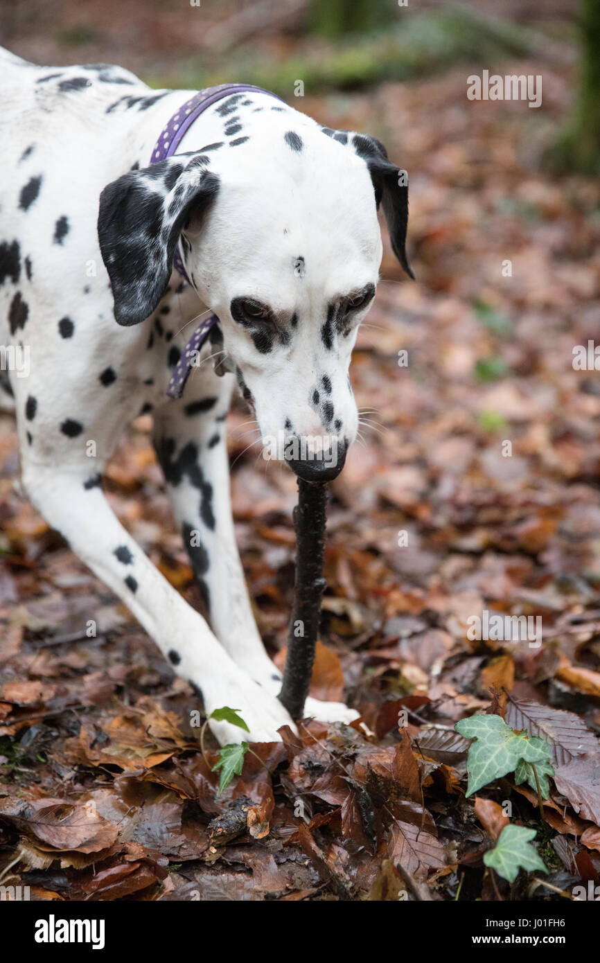 Chien dalmatien s'amusant à jouer avec un stock dans la forêt, le port d'un collier Banque D'Images