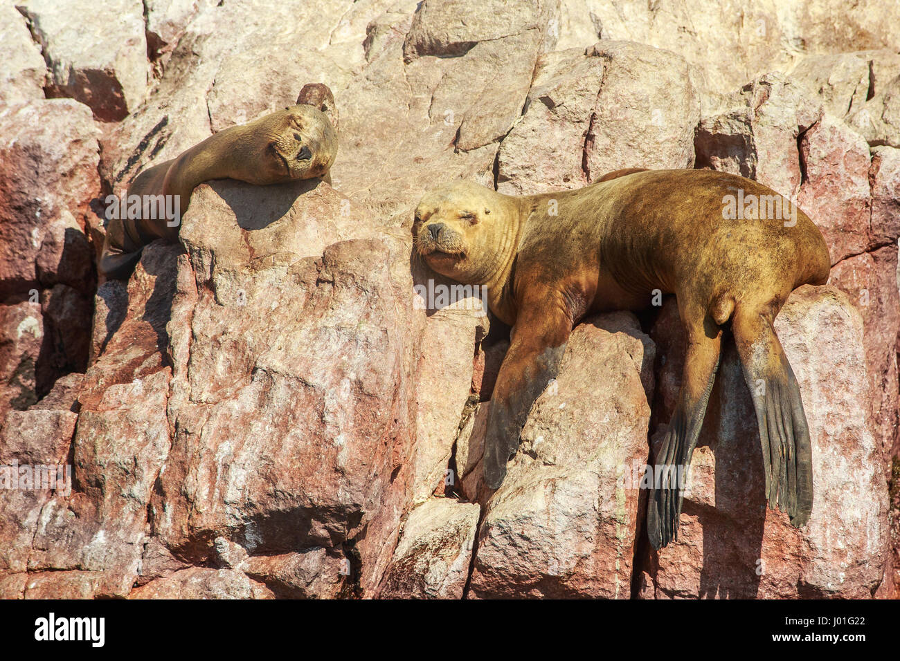 Deux joints ayant une sieste sur les rochers à l'île de Ballestas, parc national de Paracas, Pérou Banque D'Images