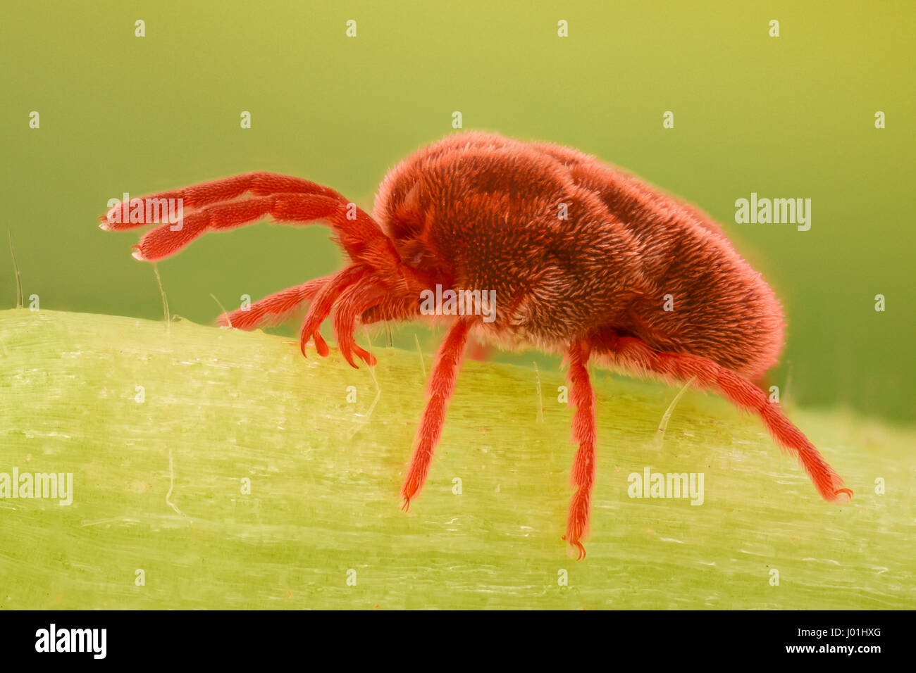 Grossissement extrême - Red Velvet, Trombidiidae Mite Banque D'Images