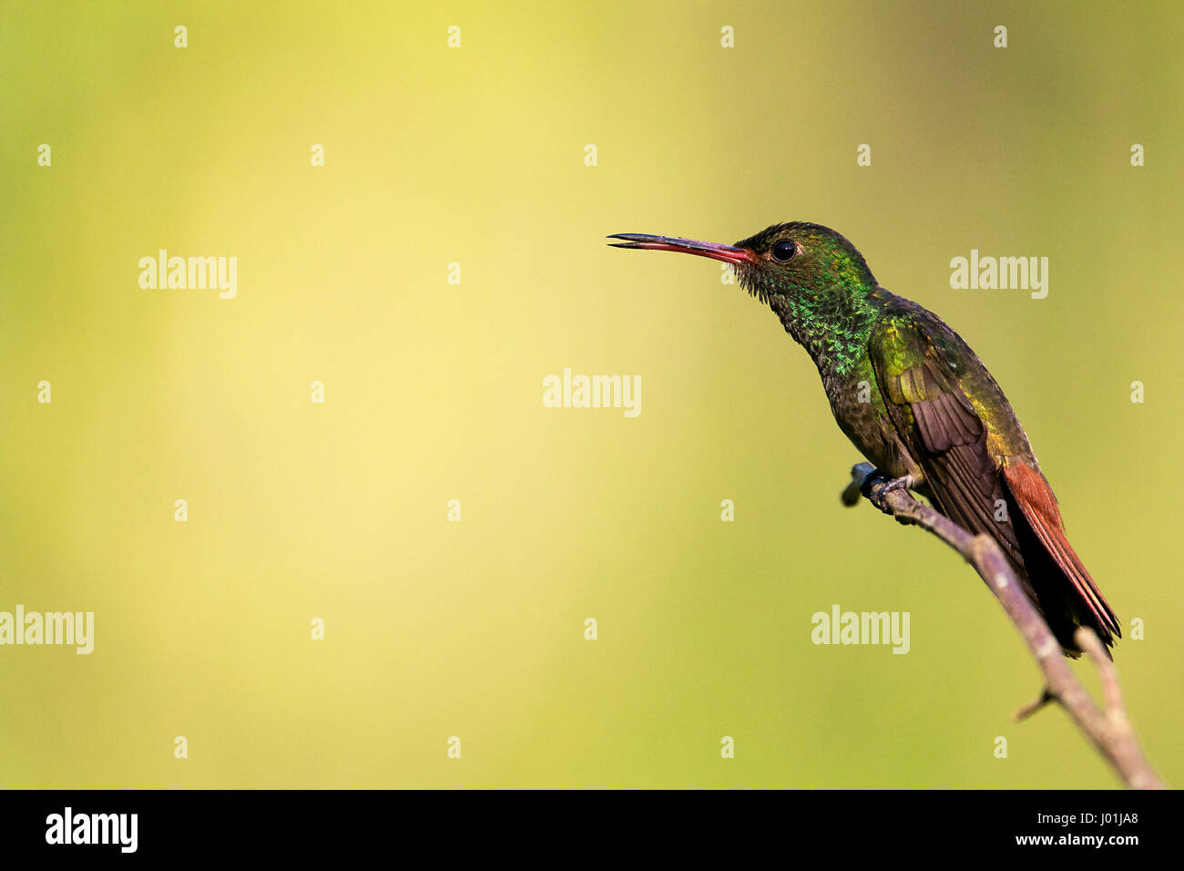 Buff-bellied Hummingbird se dorer sous le soleil du soir. Banque D'Images