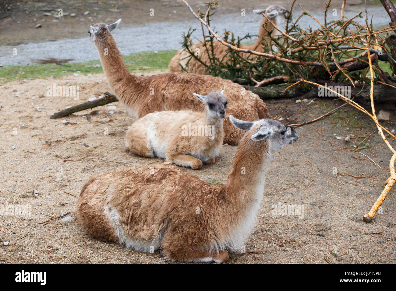 Groupe d'animaux lama Guanaco (Lama guanicoe) Banque D'Images