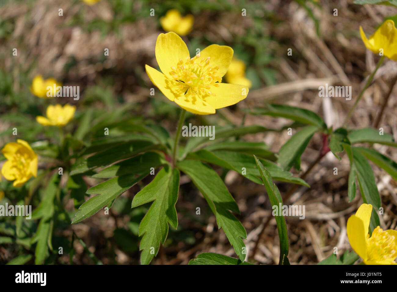 Anémone jaune (Anemone ranunculoides), Upper Bavaria, Bavaria, Germany Banque D'Images
