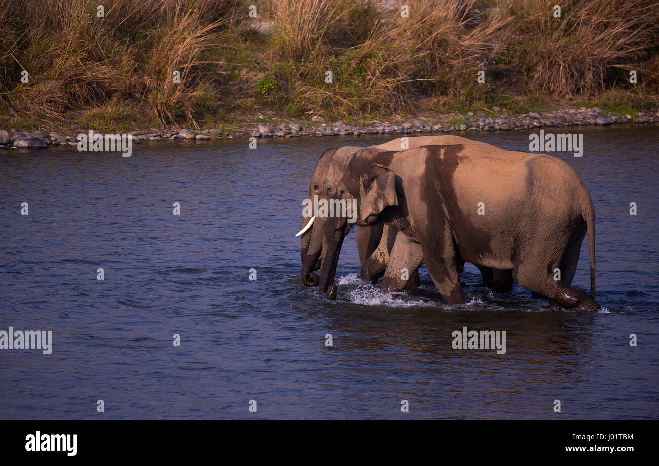 Asiatic Elephant crossing river in Corbett, Inde Banque D'Images