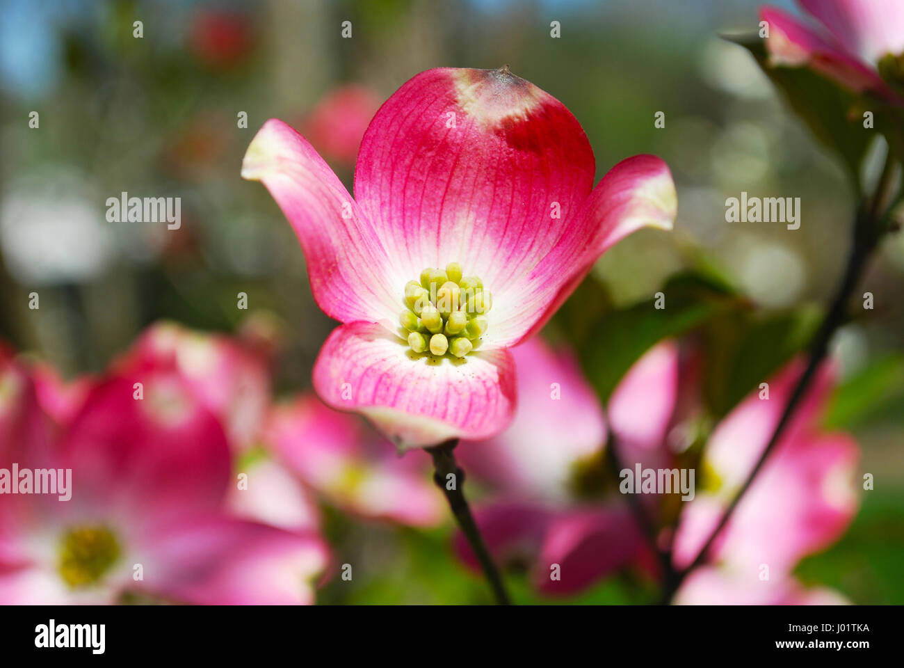 Arbre en fleur de cornouiller rose Banque D'Images