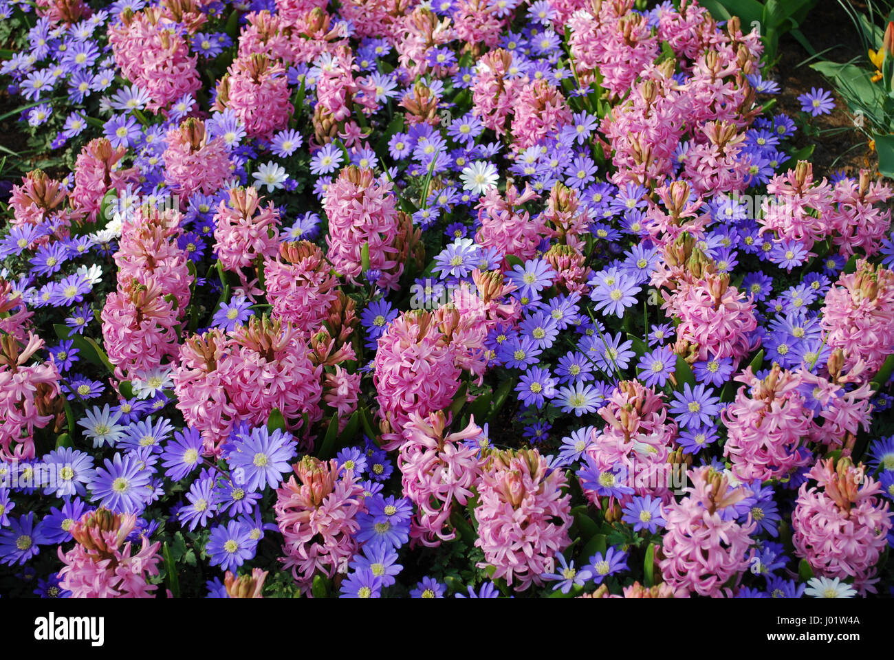 Arrière-plan de 'Pink Pearl' (Jacinthe Hyacinthus) et les anémones Blanda  'Blue Shades' fleurs. Plantes décoratives pour le jardinage Photo Stock -  Alamy