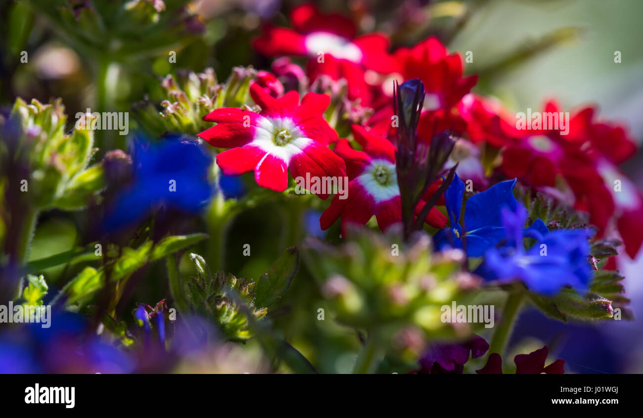 L'été des fleurs de jardin en plein soleil. Banque D'Images