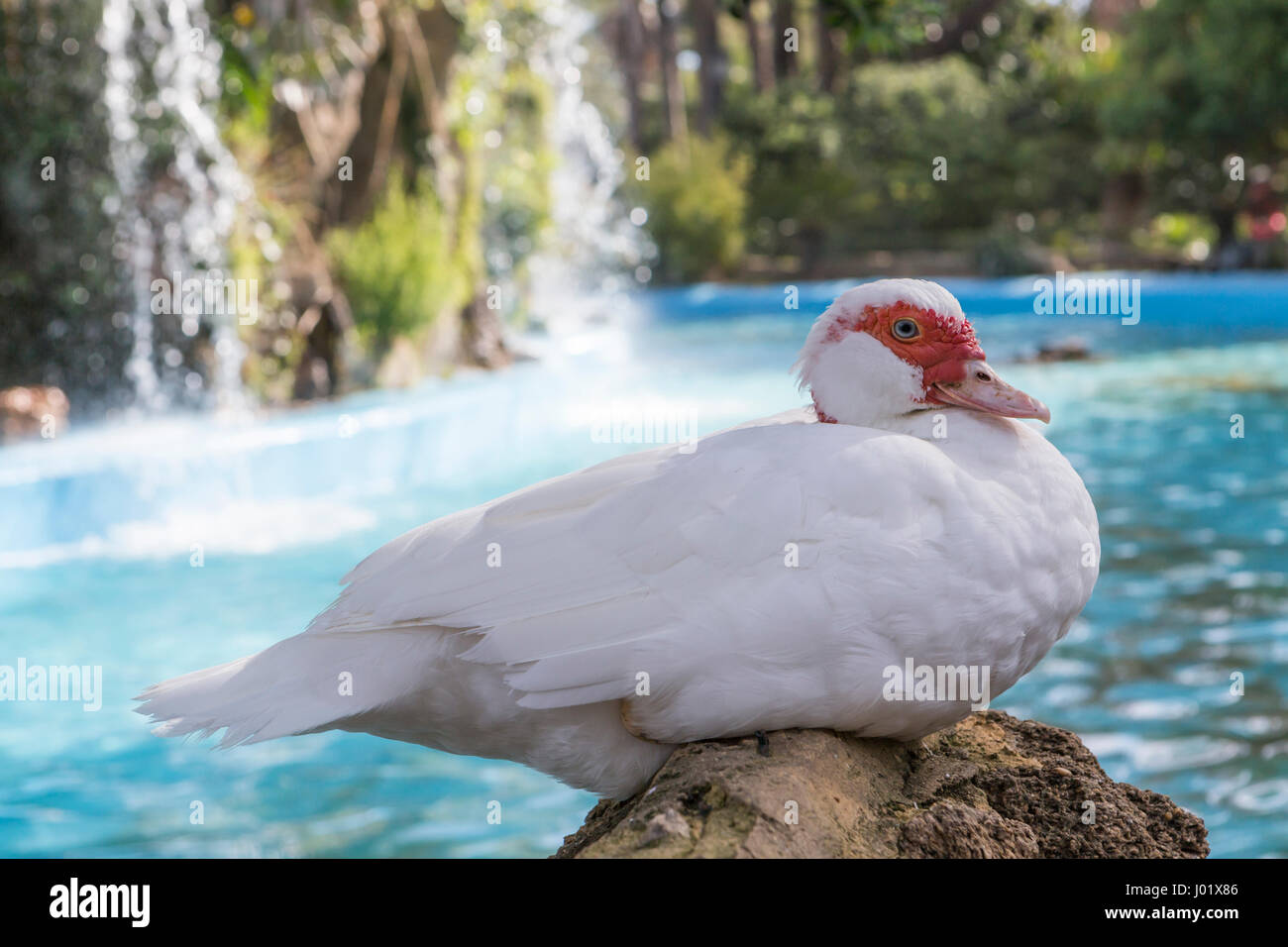 Le canard domestique, les canards blancs, nourri naturellement canards Banque D'Images