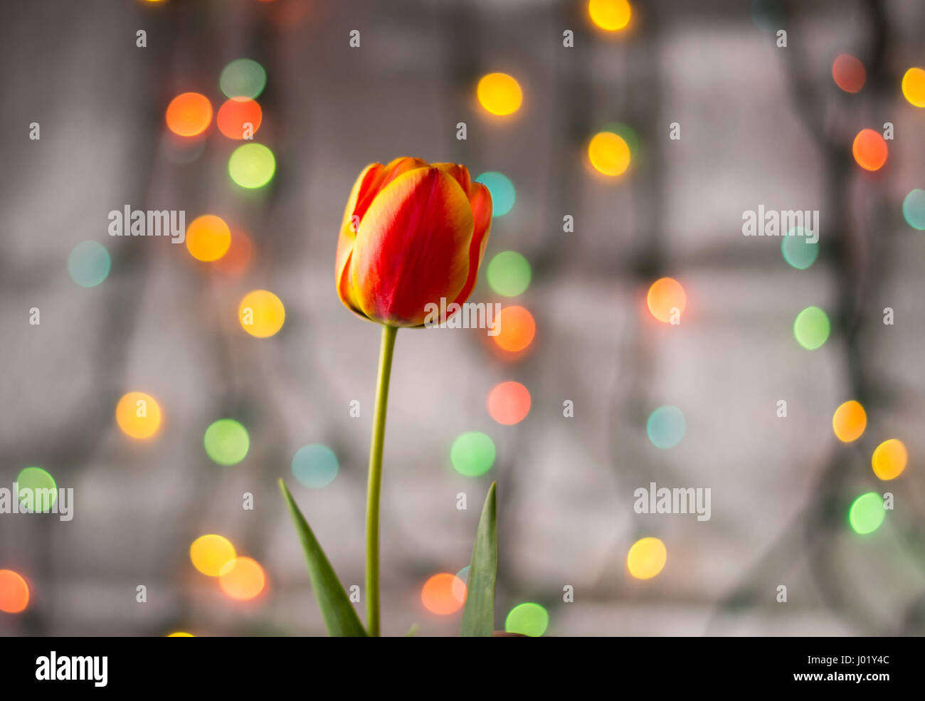 Fleur tulipe rouge contre l'arrière-plan de fête colorés Banque D'Images