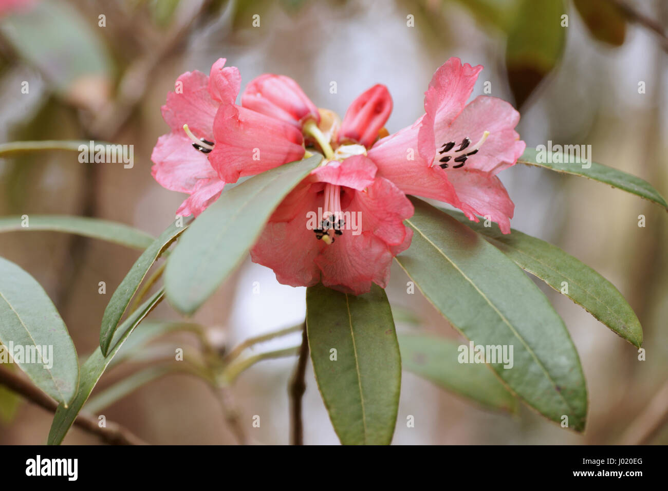 Floccigerum Rhododendron à Clyne gardens, Swansea, Pays de Galles, Royaume-Uni. Banque D'Images