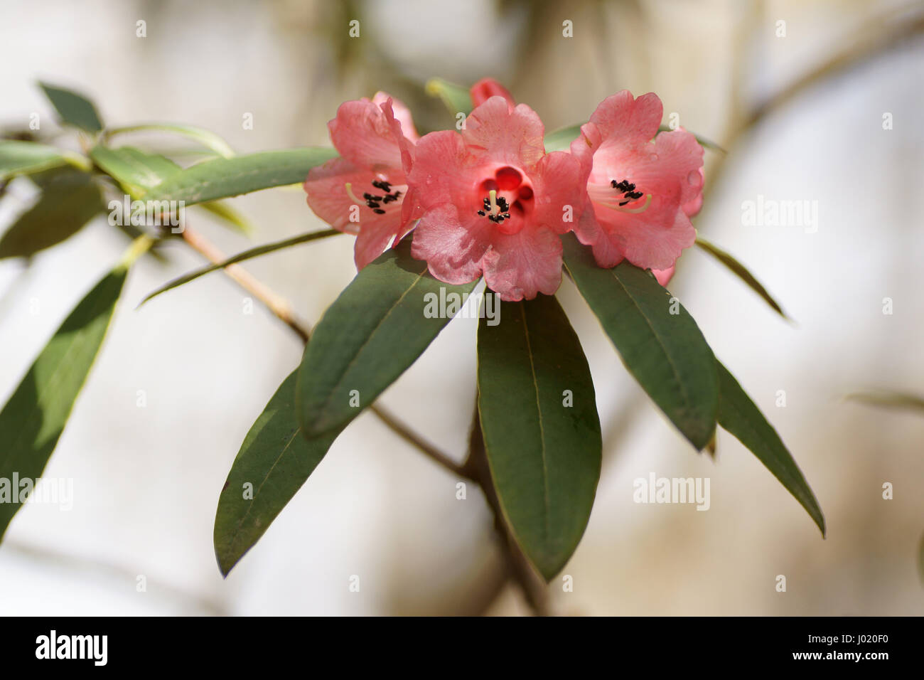 Floccigerum Rhododendron à Clyne gardens, Swansea, Pays de Galles, Royaume-Uni. Banque D'Images