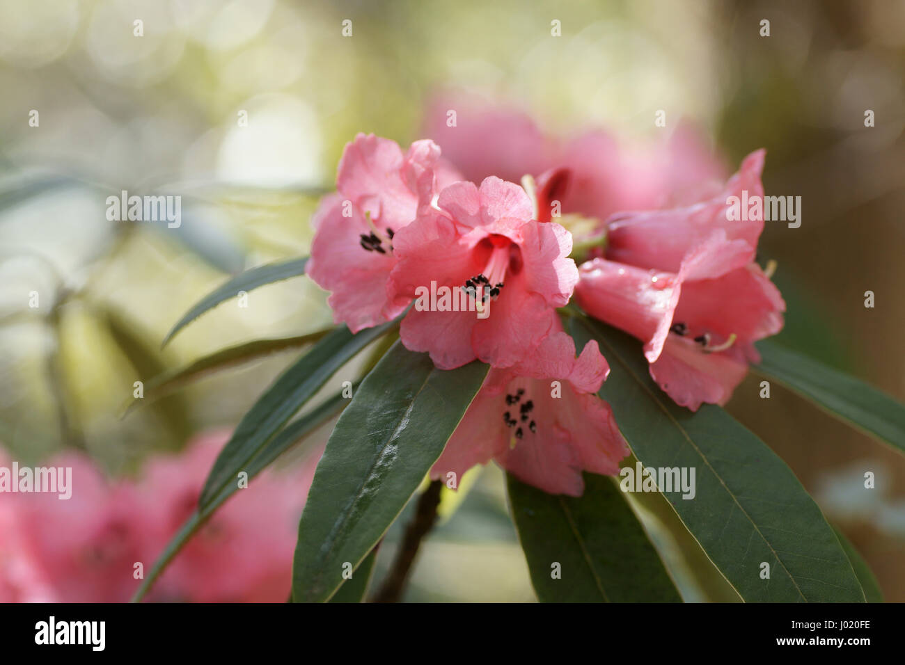 Floccigerum Rhododendron à Clyne gardens, Swansea, Pays de Galles, Royaume-Uni. Banque D'Images