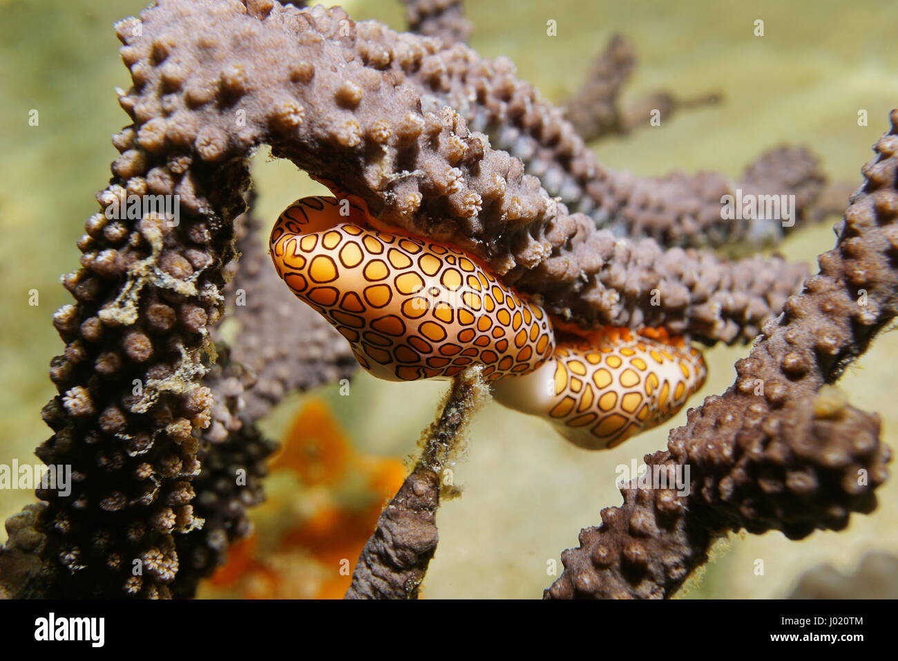 La vie marine sous-marine, flamingo tongue snail mer, Cyphoma gibbosum, le panache de la mer de corail gorgones, mer des Caraïbes Banque D'Images