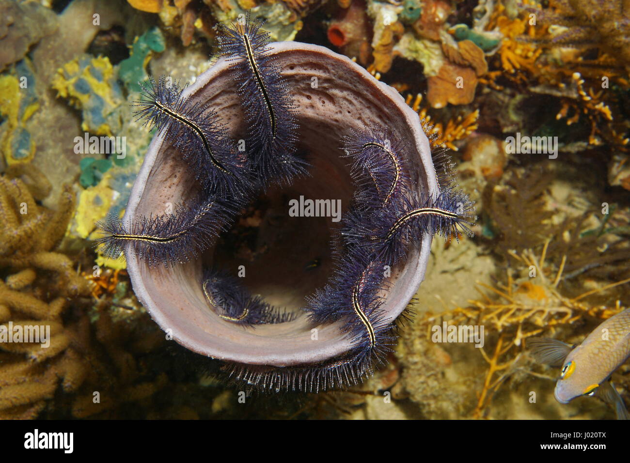 La vie marine sous l'éponge de mer Callyspongia vaginalis colonisés par d'ophiures, mer des Caraïbes Banque D'Images