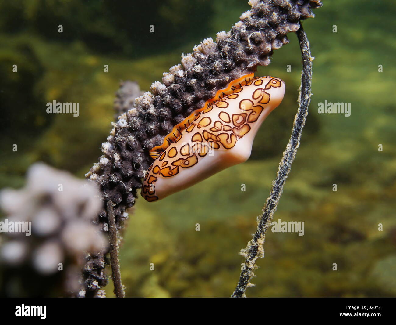Sea life, une langue flamingo escargot, Cyphoma gibbosum, sur la plume sous-marin de coraux dans la mer des Caraïbes Banque D'Images