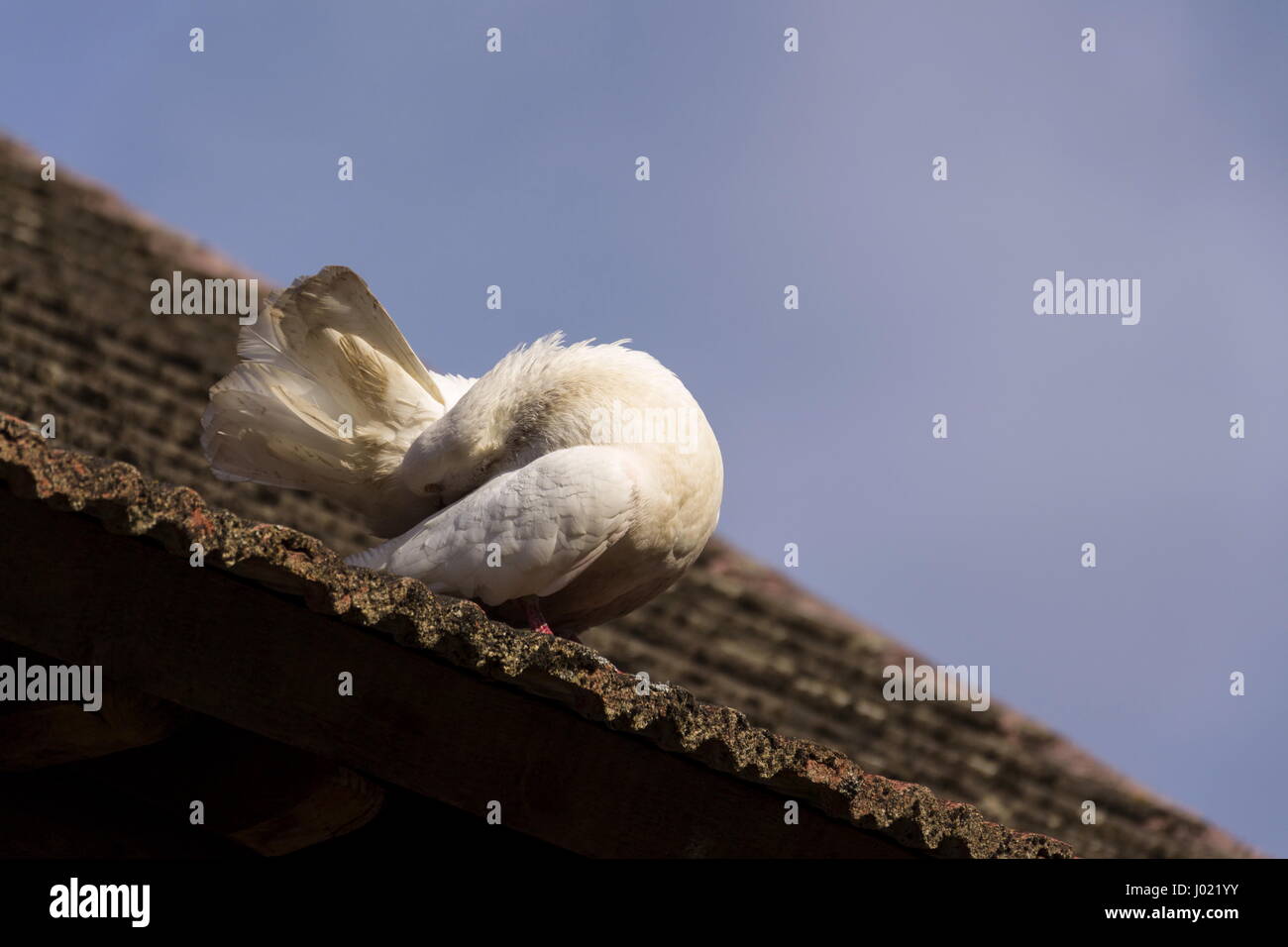 Colombe blanche se trouve sur d'anciennes tuiles Banque D'Images