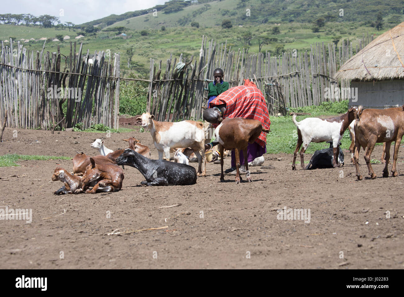 Zone de conservation de Ngorongoro, en Tanzanie - mars 8, 2017 : masaï chèvre à traire dans village de la Ngorongoro Conservation Area, Tanzania, Africa. Banque D'Images