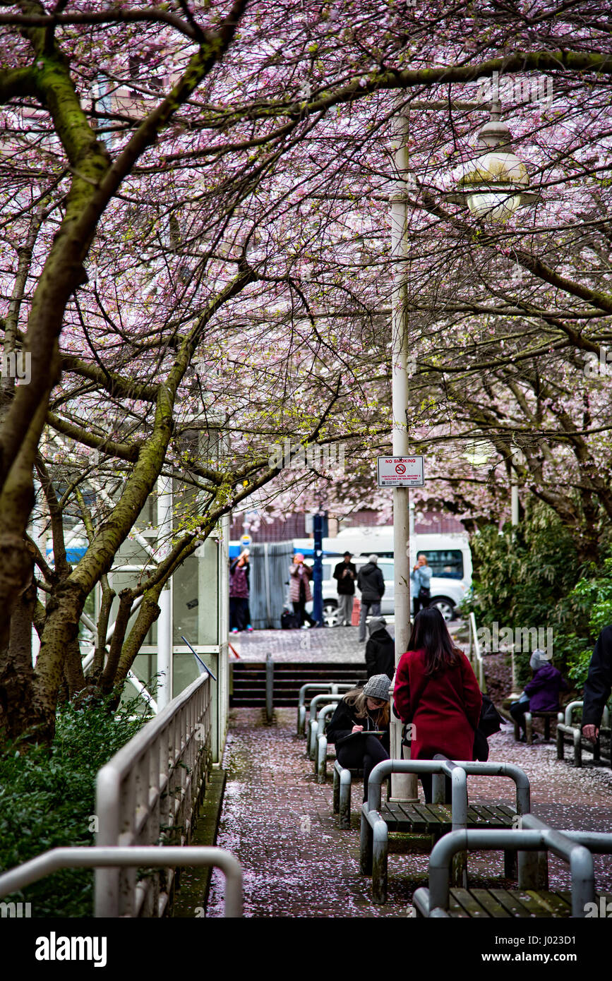 Un auvent de cerisiers rose accrocher sur les gens qui passent à la station de Skytrain Burrard à Vancouver (C.-B.) Canada. Banque D'Images