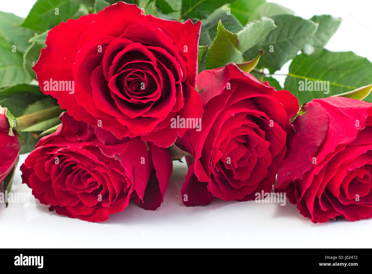 Bouquet de roses rouges sur fond blanc. Banque D'Images