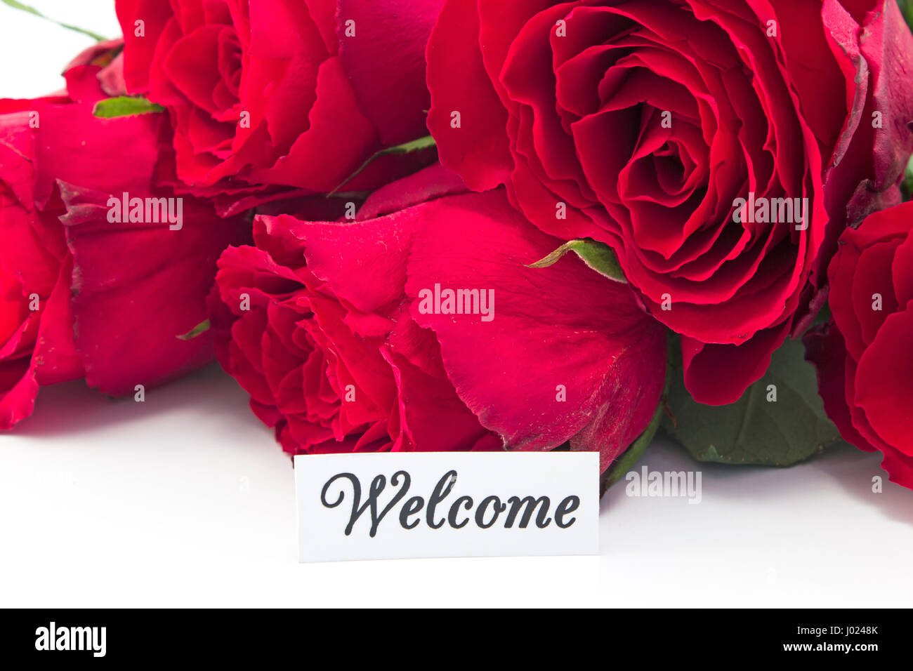 Carte de bienvenue avec bouquet de roses rouges, sur fond blanc. Banque D'Images