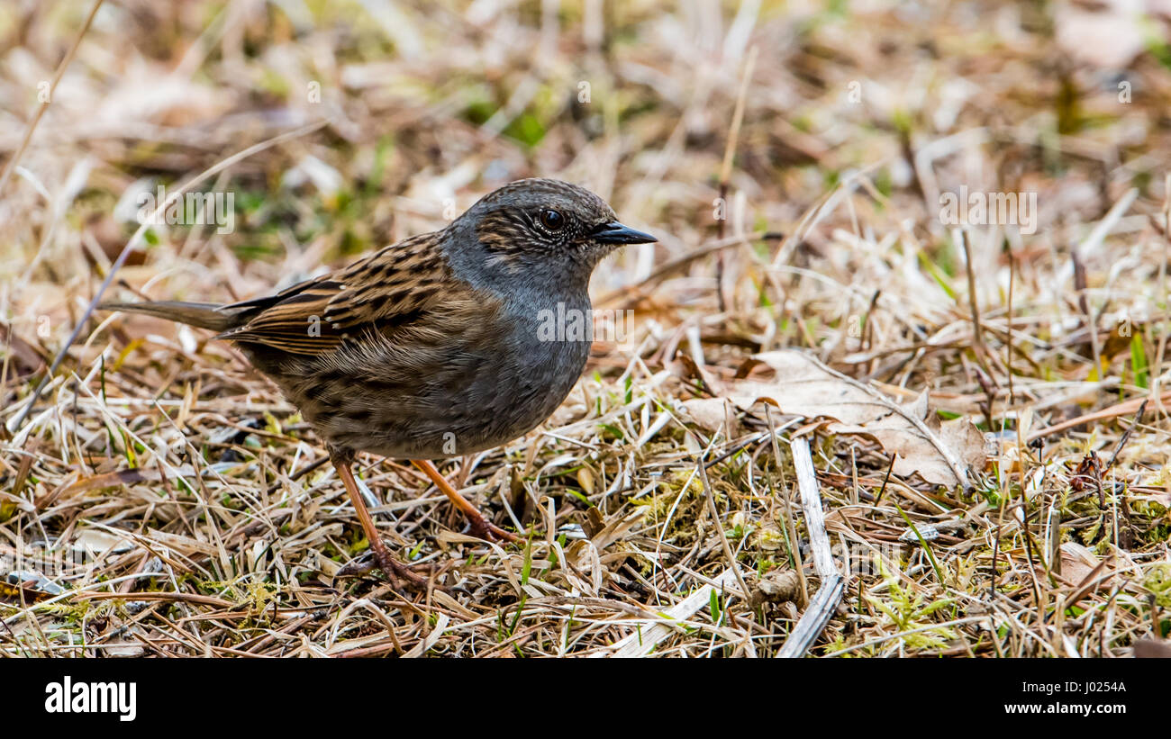 Le nid (Prunella modularis) est un petit passereau ici à la recherche de nourriture dans l'herbe au début du printemps. Banque D'Images