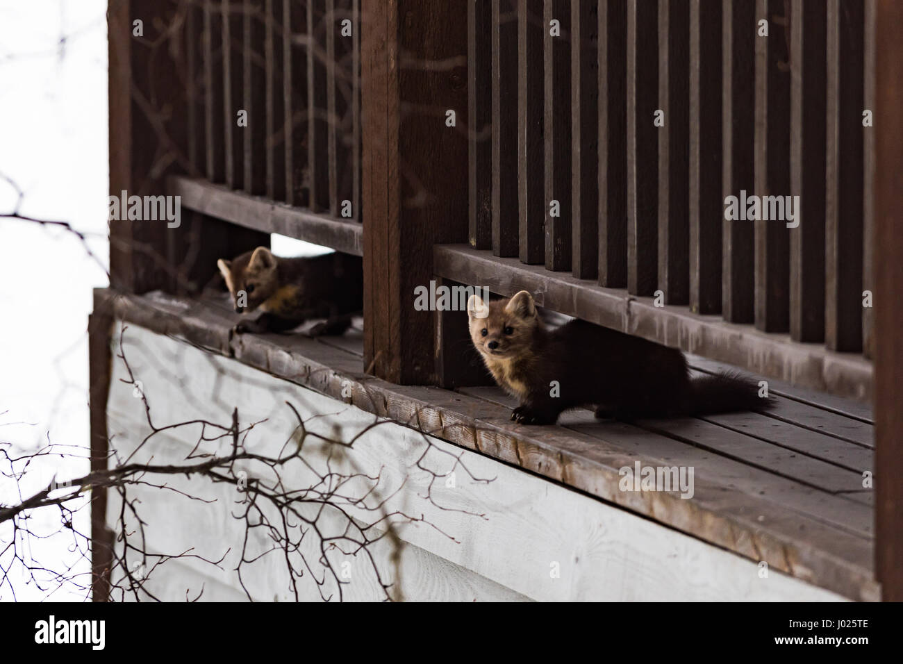 Paire de martre sauvage sur un patio cabine, Yoho National Park Canada Banque D'Images