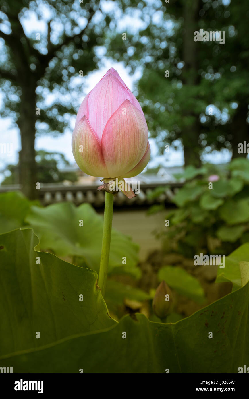 Les feuilles de lotus,jardin de Nishi Hongan-ji, Kyoto, Banque D'Images
