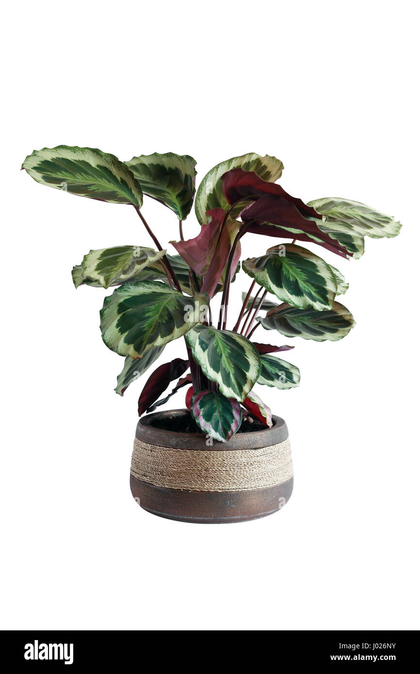 Accueil avec de grosses feuilles des plantes en pot de fleurs. Isolé avec clipping path Banque D'Images