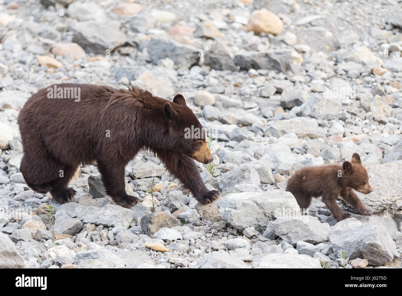L Ours Noir De Couleur Rouge La Mere Et Le Bebe Cub Jouant Dans Le Lac Sur Une Chaude Journee D Ete Le Parc National De Jasper Alberta Canada Photo Stock Alamy L Ours Noir De Couleur Rouge La Mere Et Le Bebe Cub Jouant Dans Le Lac Sur Une Chaude Journee D Ete Le Parc National De Jasper Alberta Canada Photo Stock Alamy