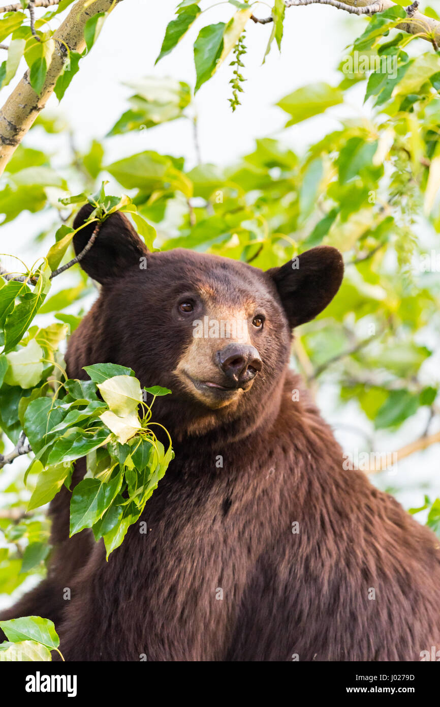 L Ours Noir De Couleur Rouge La Mere Et Le Bebe Cub De L Escalade Dans Un Arbre Haut En Ete Le Parc National De Jasper Alberta Canada Photo Stock Alamy