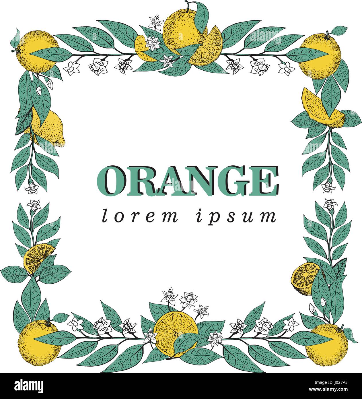 Vector hand drawn cadre carré des feuilles et des fruits orange. Vintage illustration. Modèle Logo Illustration de Vecteur