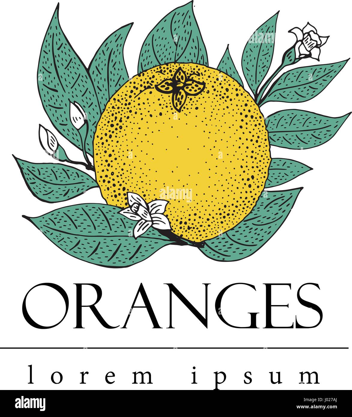 Vector hand drawn modèle logo avec des feuilles et des fruits orange. Vintage illustration. Illustration de Vecteur