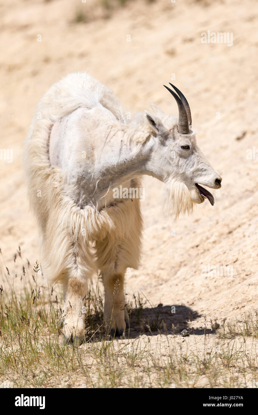 La Chevre De Montagne Famille Avec Enfant Bebe Chevre Sur Une Falaise Jasper National Park Alberta Canada Photo Stock Alamy