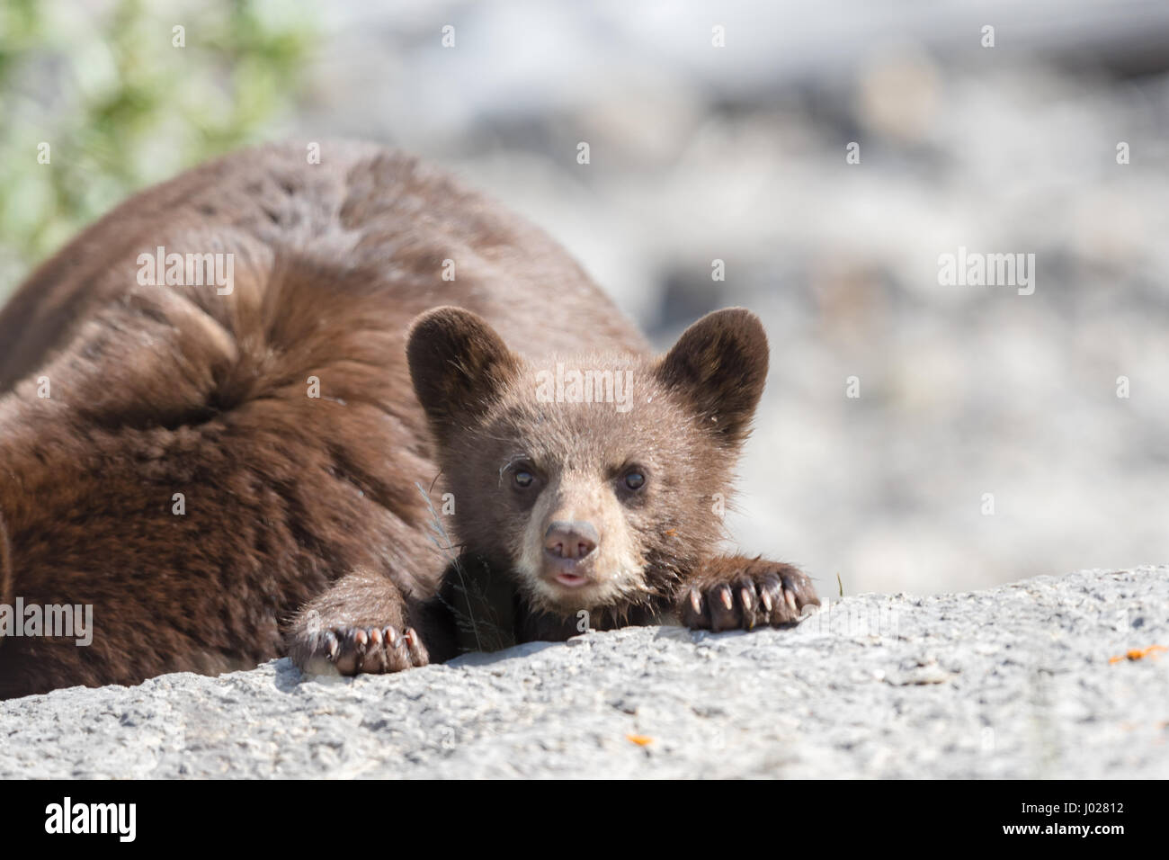 L'ours noir de couleur rouge, la mère et le bébé cub jouant dans le lac sur une chaude journée d'été, le Parc National de Jasper Alberta Canada Banque D'Images