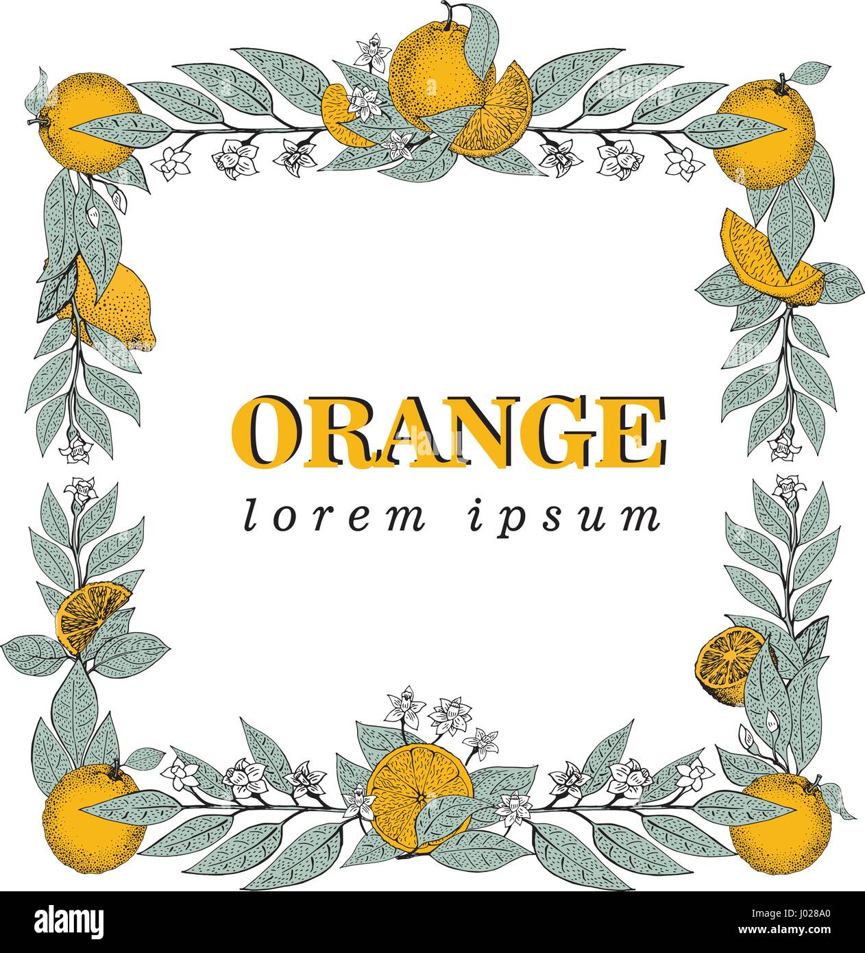 Vector hand drawn cadre carré des feuilles et des fruits orange. Vintage illustration. Modèle Logo Illustration de Vecteur