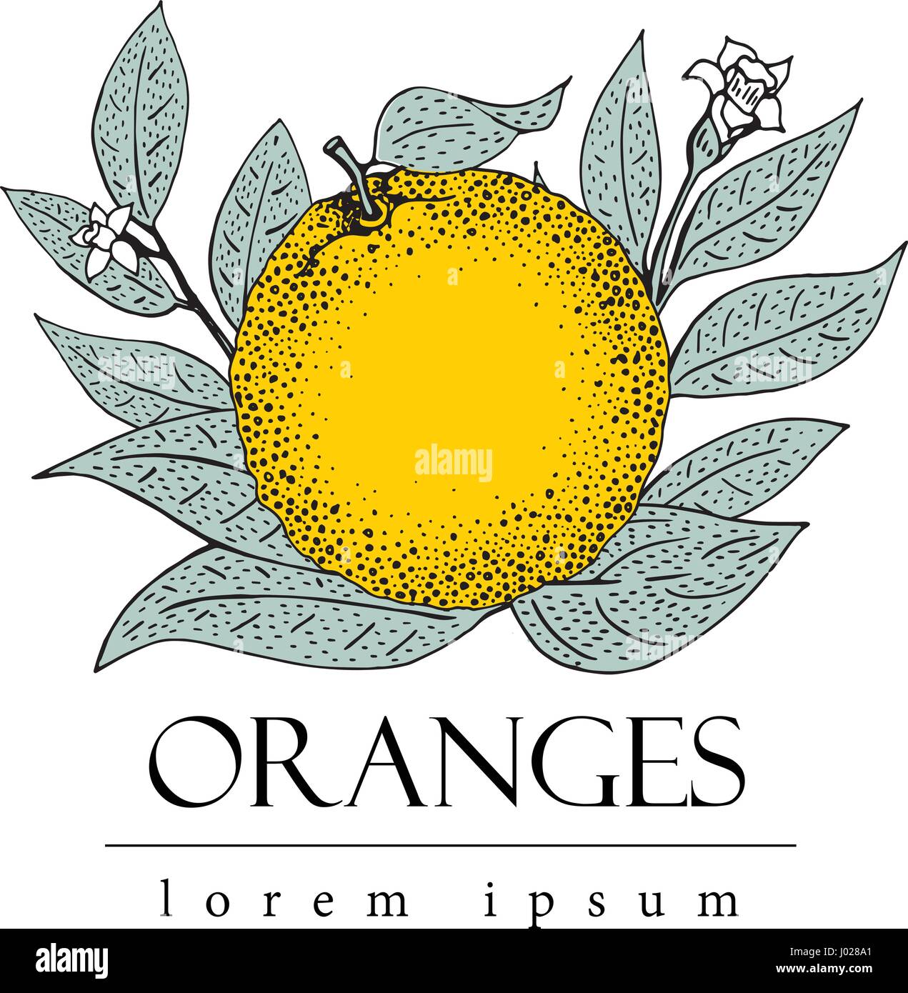 Vector hand drawn modèle logo avec des feuilles et des fruits orange. Vintage illustration. Illustration de Vecteur