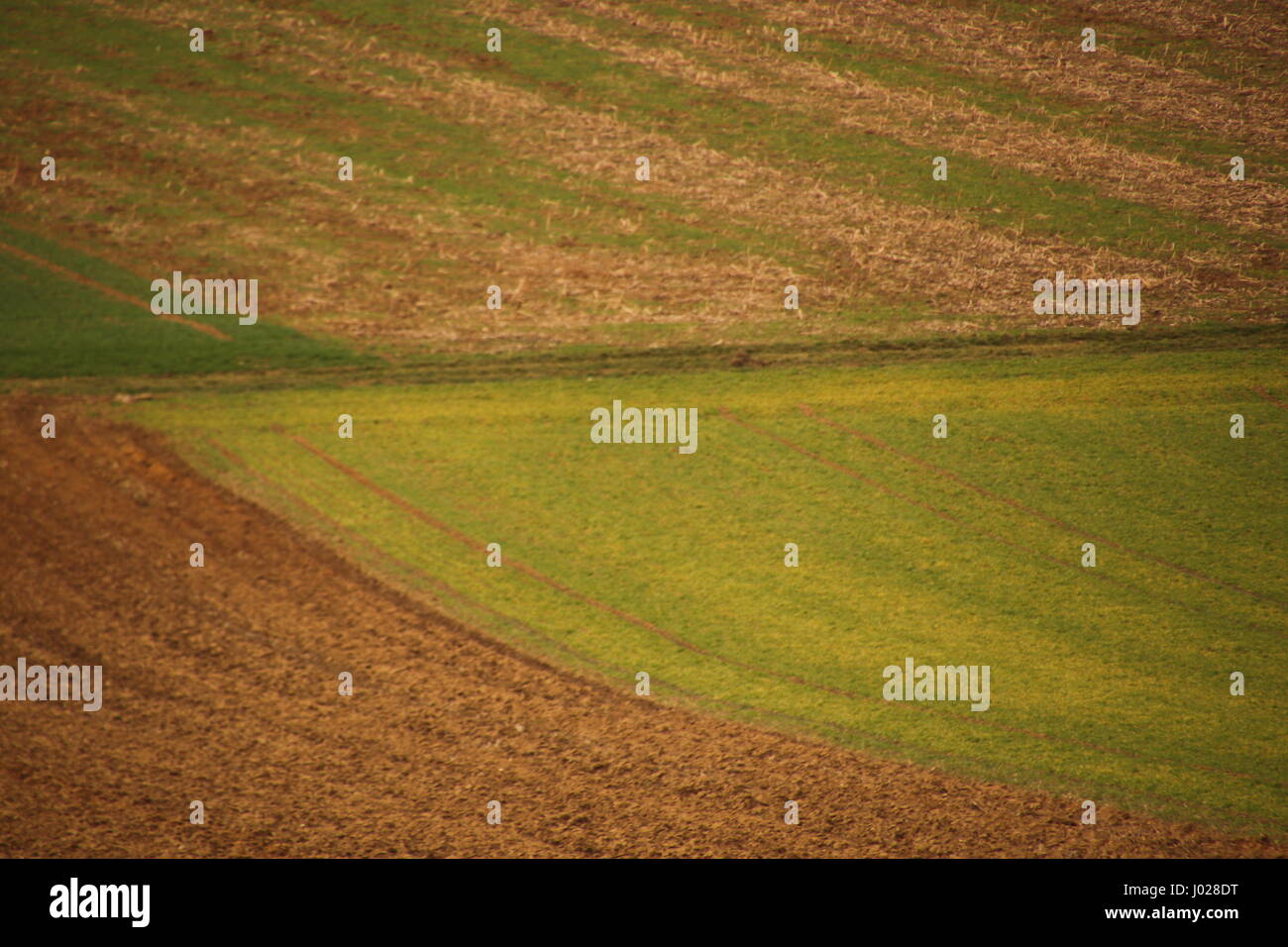 Agriculture - Les champs avec des couleurs de Banque D'Images