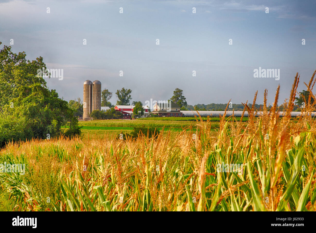 Fermes en pays Amish de Lancaster, Pennsylvanie pendant la récolte. Banque D'Images