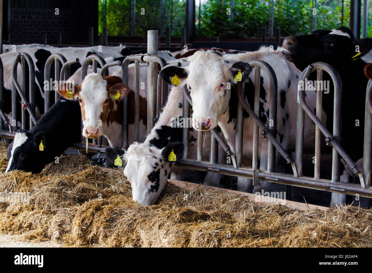 Vaches à la ferme Banque D'Images